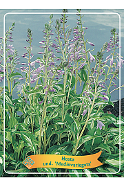 Hosta und. Mediovariegata Ø11