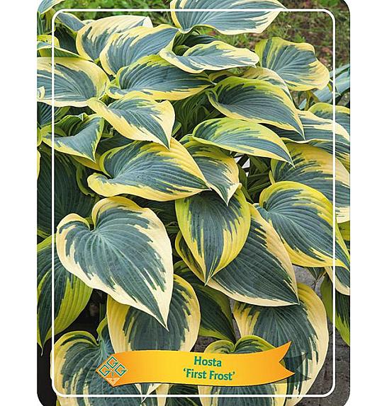 Hosta und. Albomarginata Ø11