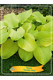 Hosta Tortilla Chip Ø11