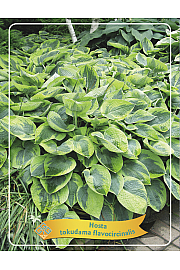 Hosta tokudama flavocircinalis Ø11