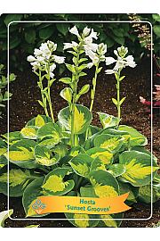 Hosta Sunset Grooves Ø11