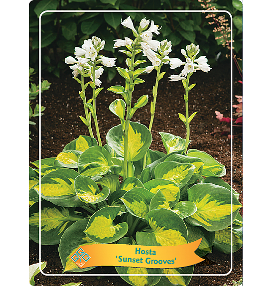 Hosta Sunset Grooves Ø11
