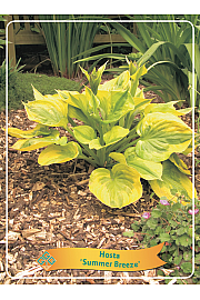 Hosta Summer Breeze fi 11cm
