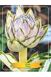 Hosta Sugar and Spice Ø11