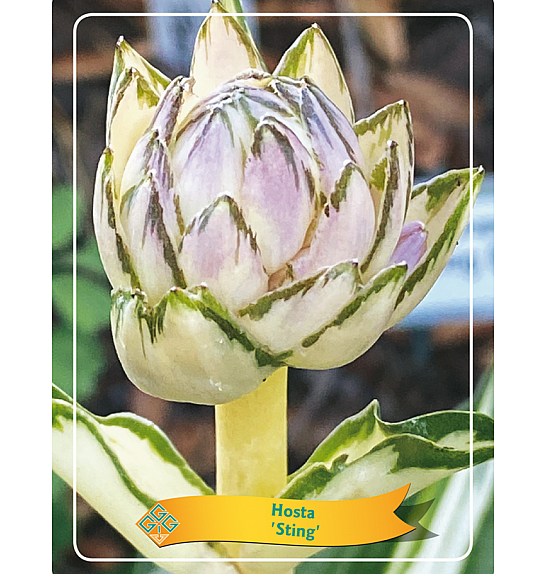 Hosta Sugar and Spice Ø11