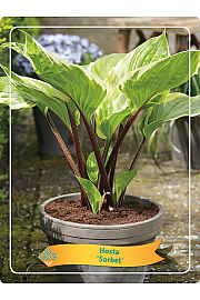 Hosta Sorbet Ø11