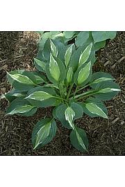 Hosta Snake Eyes Ø11