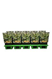 Hosta Silk Road Ø11