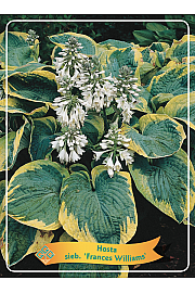 Hosta sieb. Frances Williams Ø11