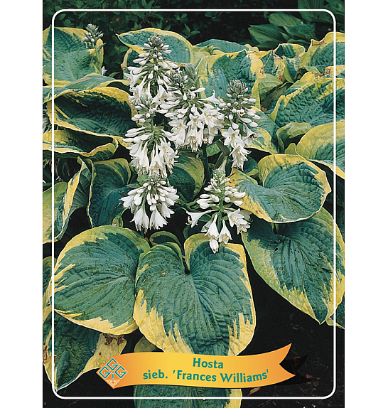 Hosta sieb. Frances Williams Ø11