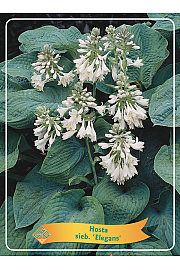 Hosta sieb. Elegans Ø11