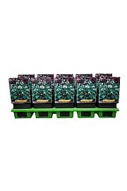 Hosta Royal Standard fi 11cm