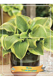Hosta Queen Josephine Ø11