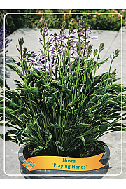 Hosta Praying hands Ø11