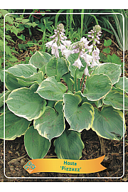 Hosta Pizzazz Ø11