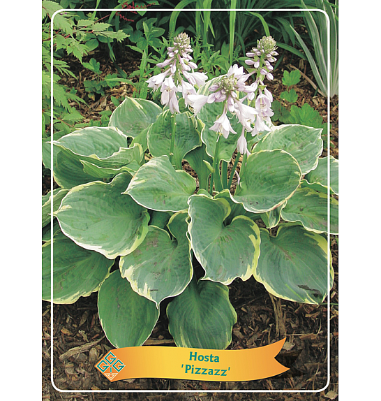 Hosta Pizzazz Ø11