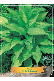 Hosta Lady Guinevere Ø11