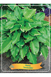 Hosta Invincible Ø11