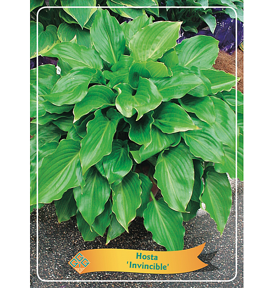 Hosta Invincible Ø11