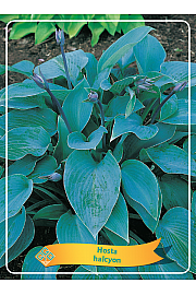 Hosta Halcyon Ø11