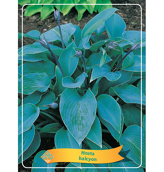 Hosta Halcyon Ø11