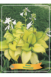 Hosta Guacemole Ø11
