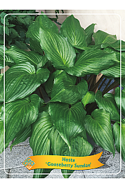 Hosta Gooseberry Sundae Ø11
