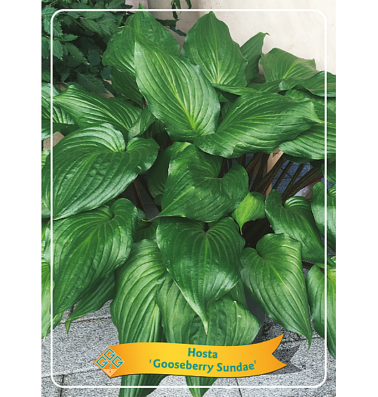 Hosta Gooseberry Sundae Ø11