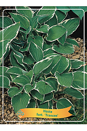 Hosta fort. Francee Ø11