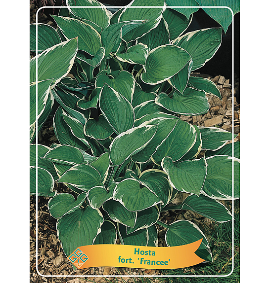 Hosta fort. Francee Ø11