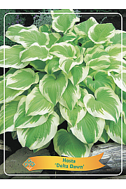 Hosta Delta Dawn Ø11
