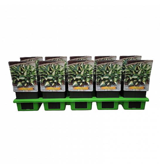 Hosta Chain Lightning Ø11