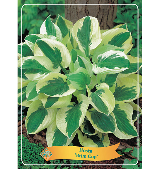 Hosta Brim Cup Ø11