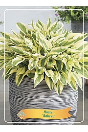Hosta Bobcat Ø11