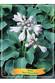Hosta Blue Mouse Ears Ø11