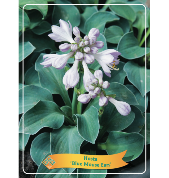 Hosta Blue Mouse Ears Ø11