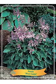 Hosta Blue Cadet Ø11