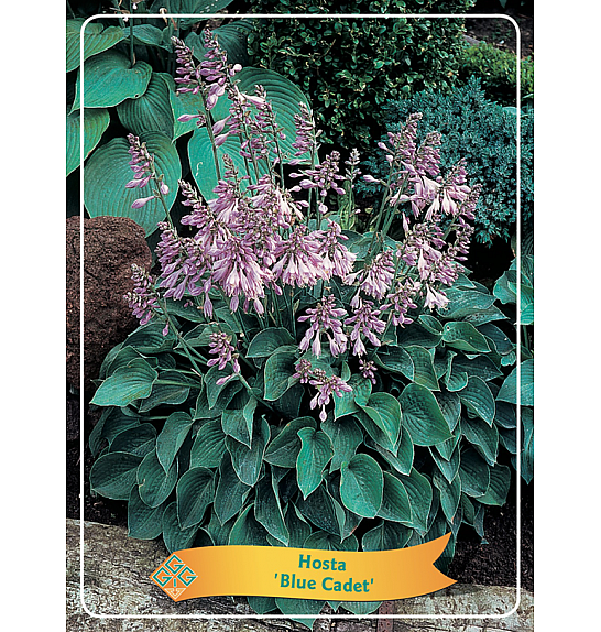 Hosta Blue Cadet Ø11