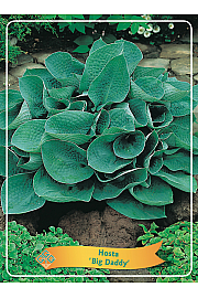 Hosta Big Daddy Ø11