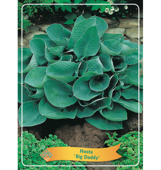 Hosta Big Daddy Ø11