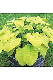 Hosta Banana Kid Ø11