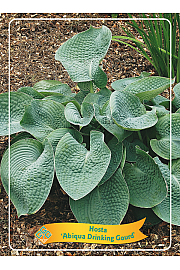 Hosta Abiqua Drinking Gourd Ø11