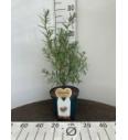 Hippophae rhamnoides Leikora C5 Lit. 40-60 cm