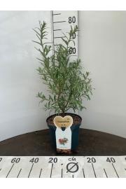 Hippophae rhamnoides Leikora C5 Lit. 40-60 cm