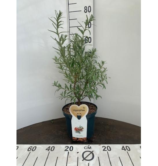 Hippophae rhamnoides Leikora C5 Lit. 40-60 cm
