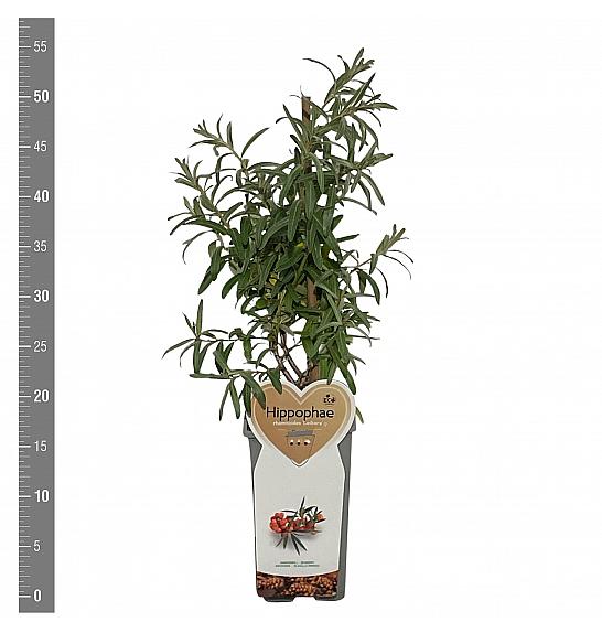 Hippophae rhamnoides Leikora C2 Lit. 30-40 cm