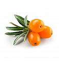 Hippophae rhamnoides Leikora C2 Lit. 30-40 cm