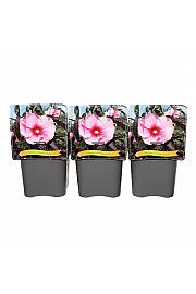 Hibiscus Summer Storm ® C5 Lit.