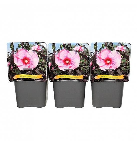 Hibiscus Summer Storm ® C5 Lit.