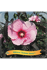 Hibiscus Summer Storm ® C5 Lit.